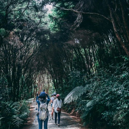 Discover the Stunning Pekoe Trail: A Hiker’s Paradise Near Vista House Kandy